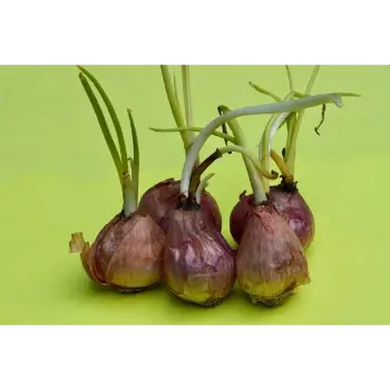 onion (23)-1307812-9523.webp